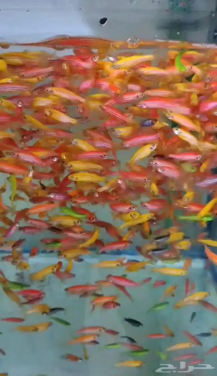 متوفر جميع انواع اسماك الزينة متوفر جميع مستلزماتها 0