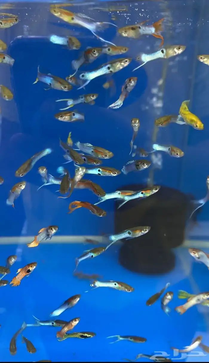 متوفر جميع انواع اسماك الزينة متوفر جميع مستلزماتها 16