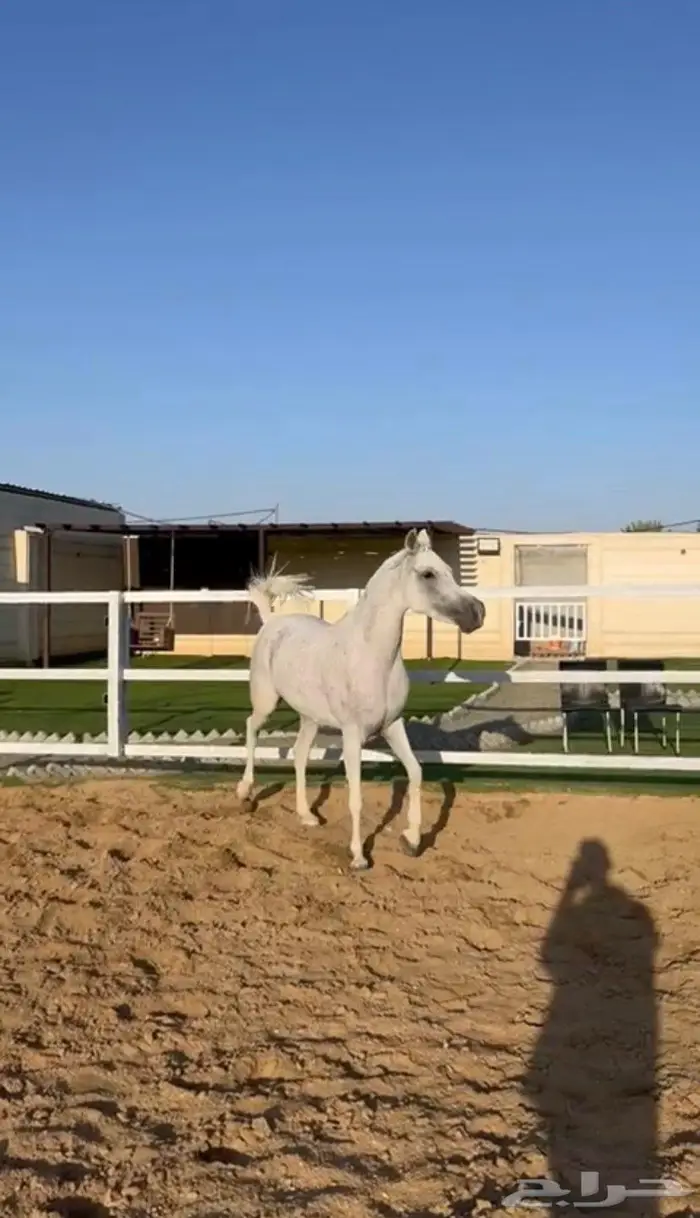 فرس شعبيه شيخه 0