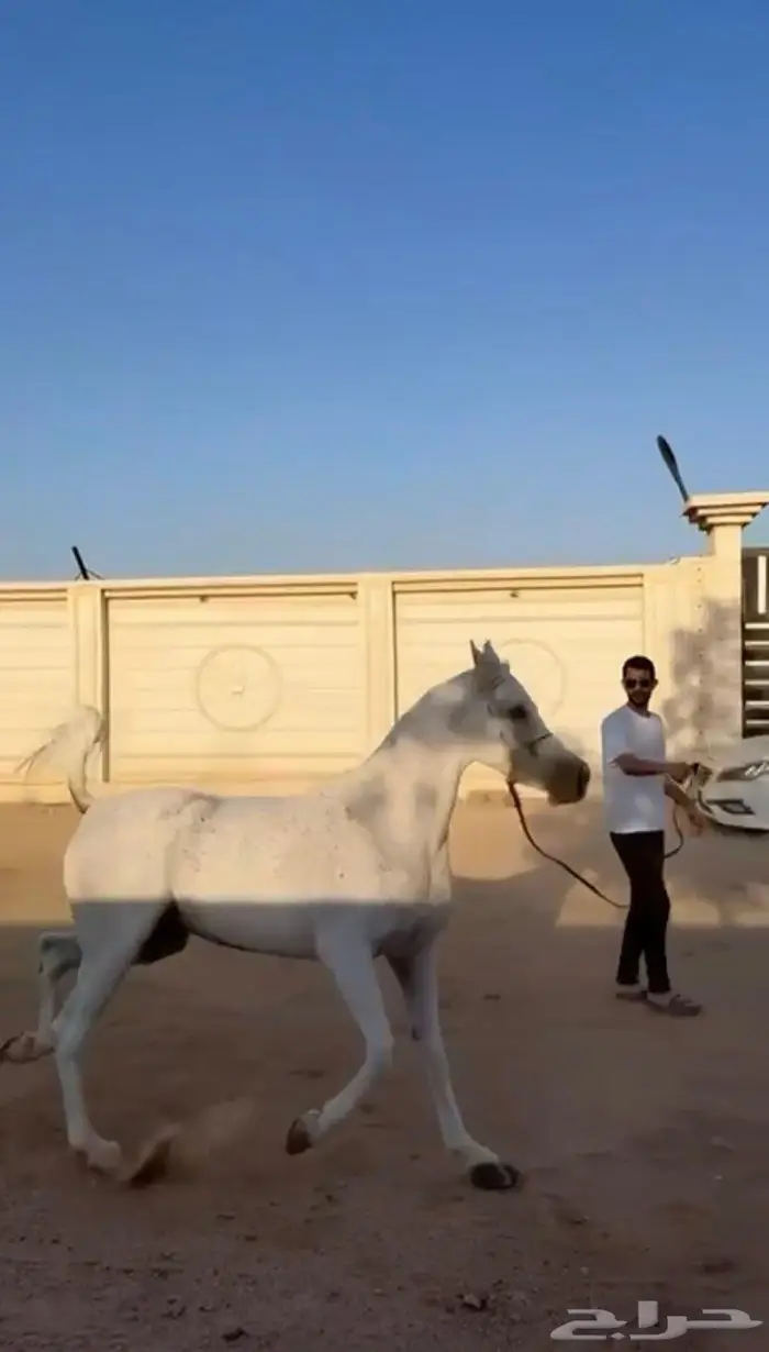 فرس شعبيه شيخه 1