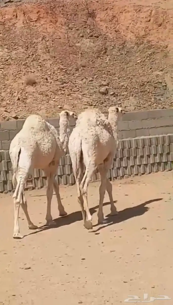 حشوان بكار 3 0