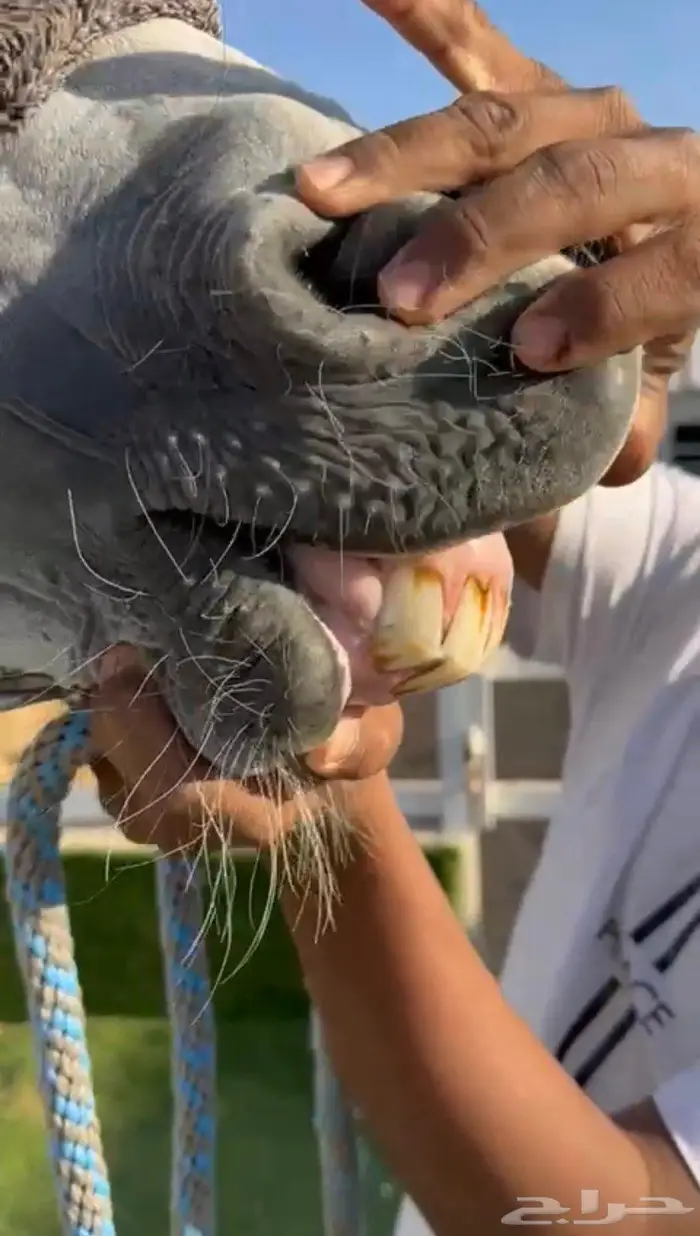 فرس شعبيه شيخه 2