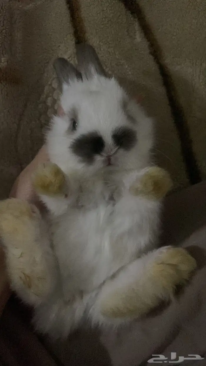 ارانب صغيره هجين انقورا وهولند لوب 4