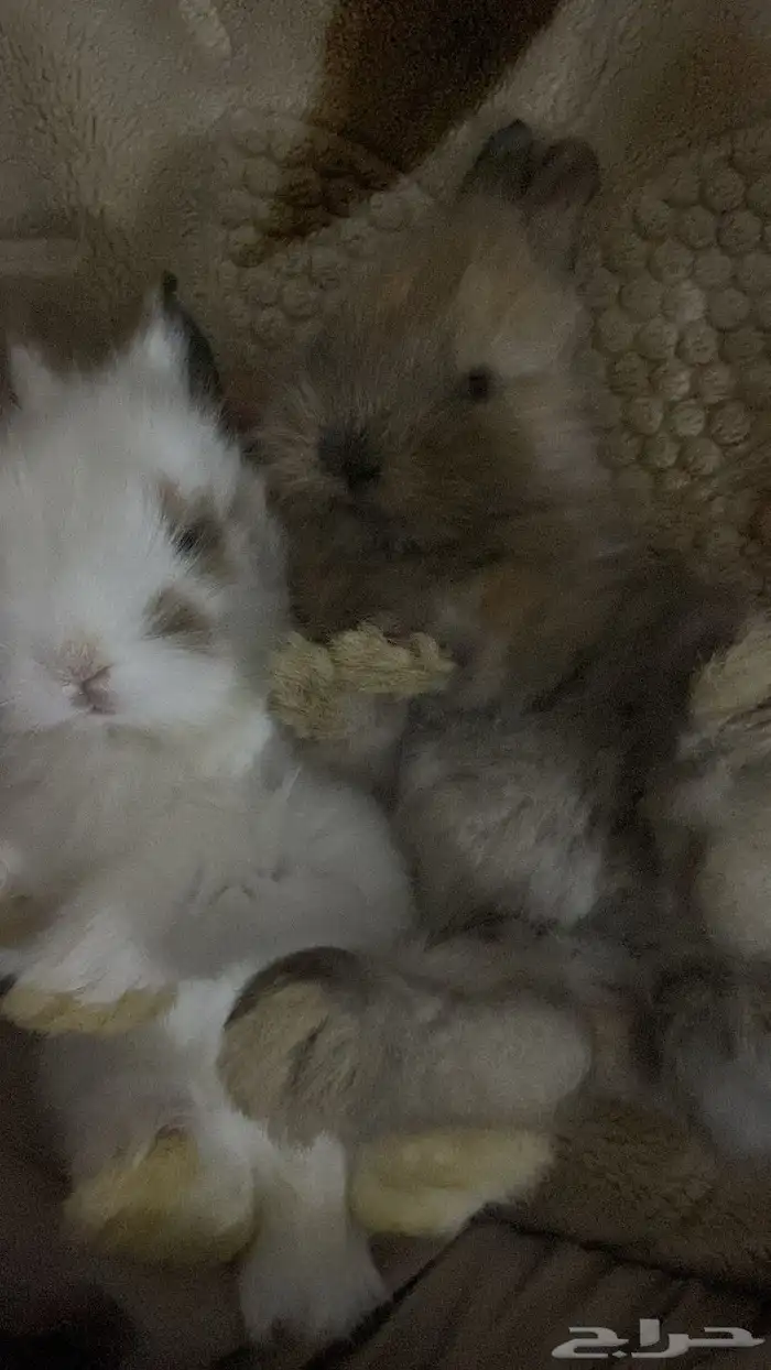 ارانب صغيره هجين انقورا وهولند لوب 3