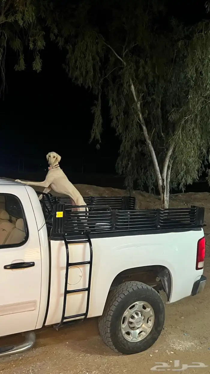 سلقه للبدل 0