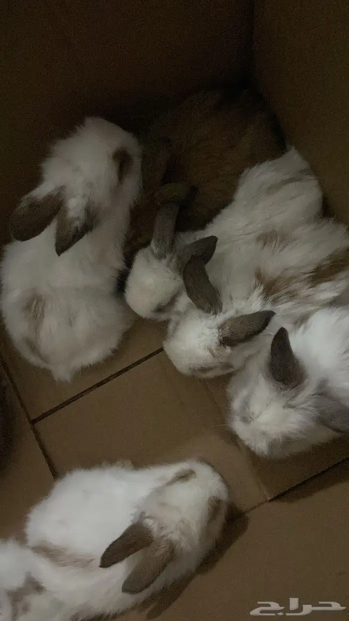 ارانب صغيره هجين انقورا وهولند لوب 0