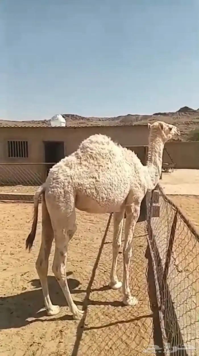 حشوان بكار 3 1