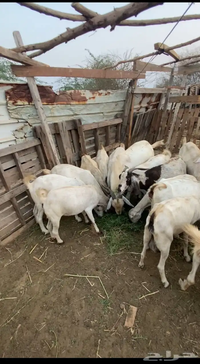 ماعز للبيع 1