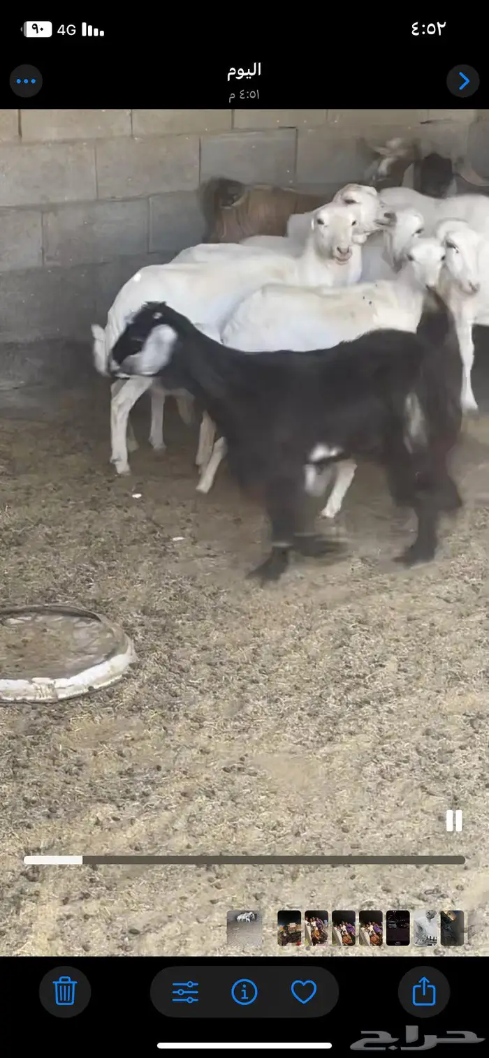 مسروق 5 غنم حريات 0