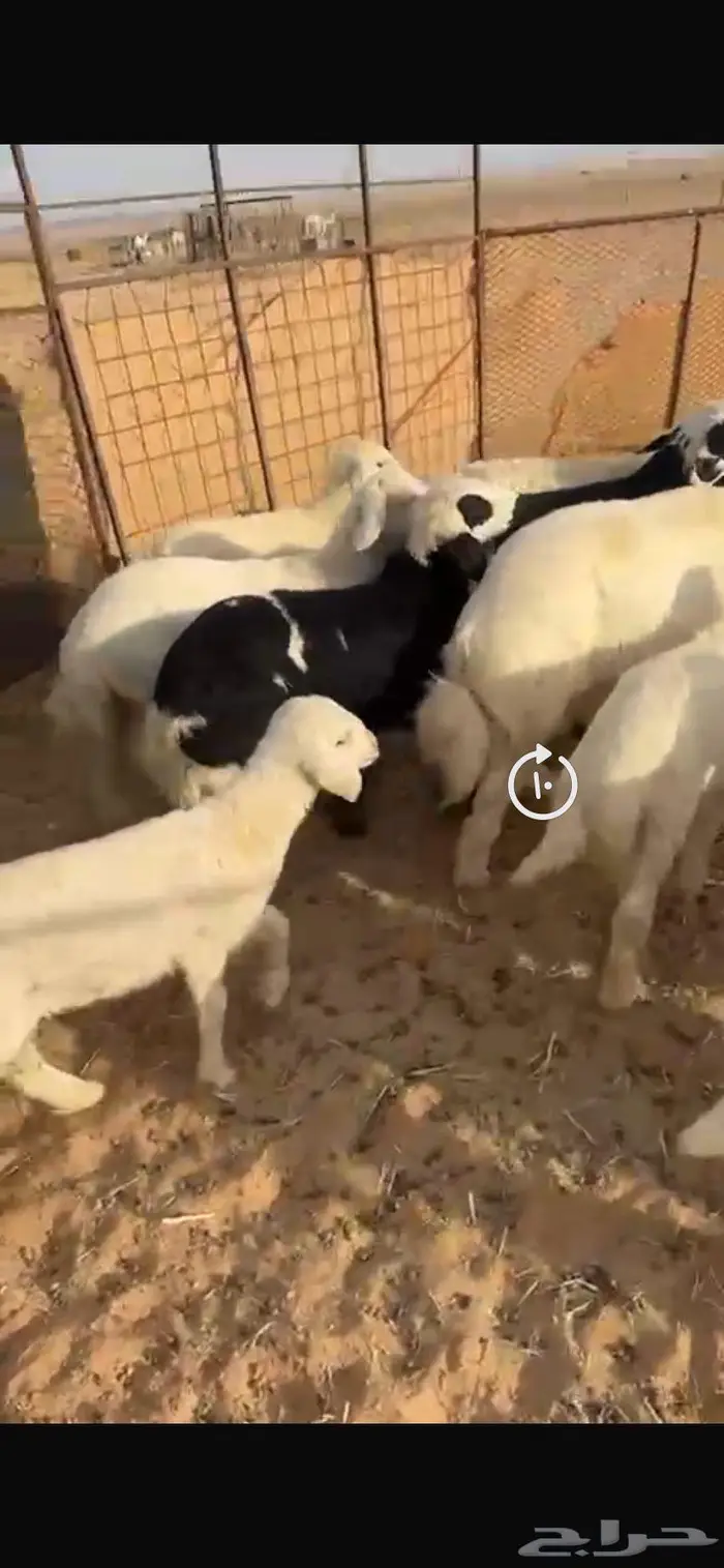 غنم حريات مواليد غنم بريات منوة القناي 0