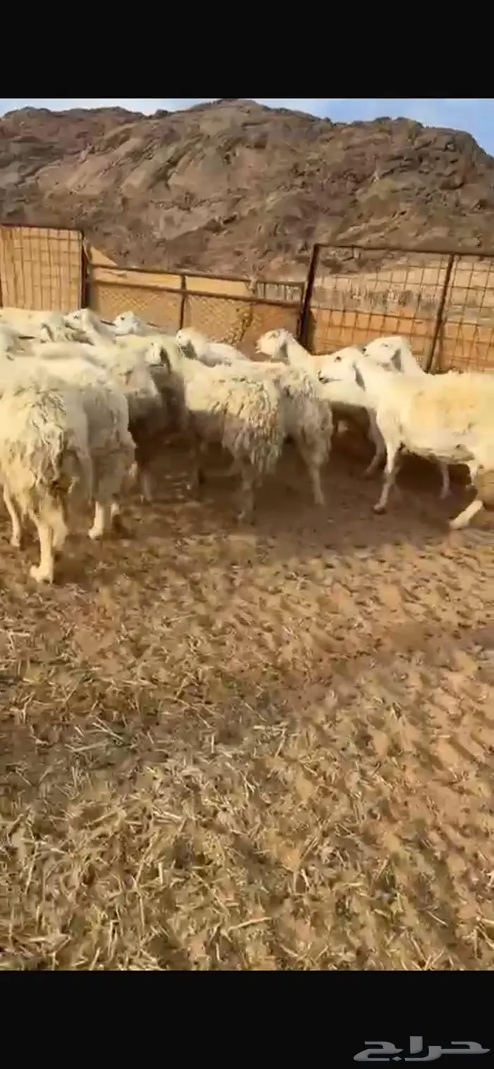 غنم حريات مواليد غنم بريات منوة القناي 2