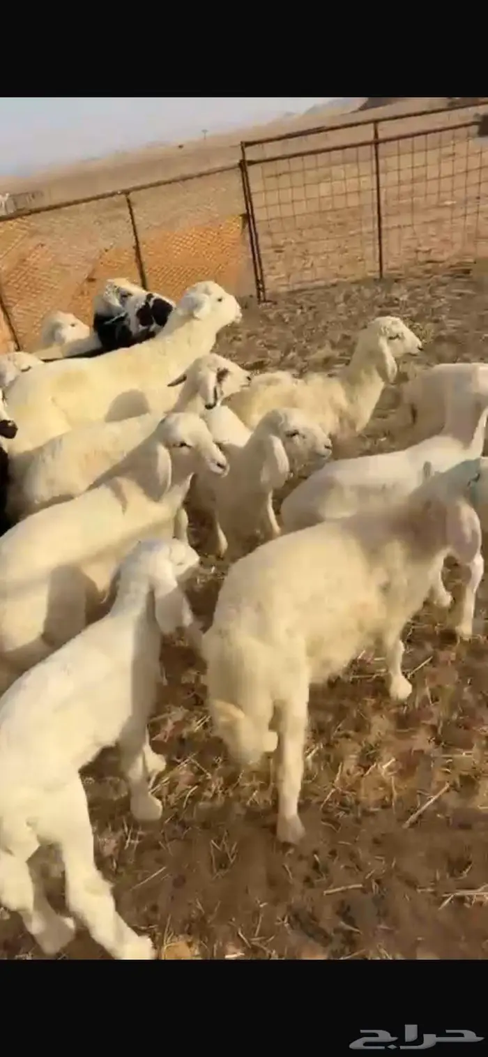 غنم حريات مواليد غنم بريات منوة القناي 1