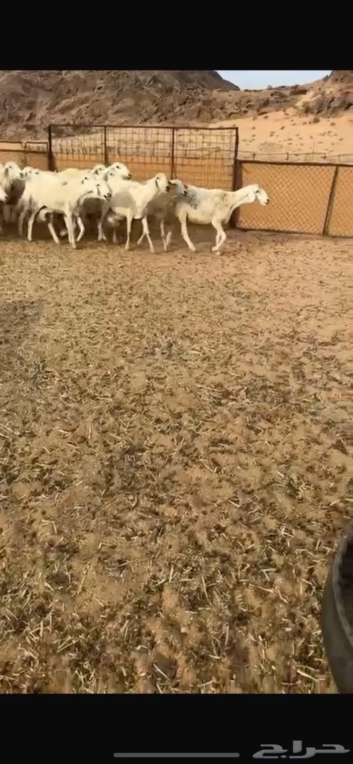 غنم حريات مواليد غنم بريات منوة القناي 3