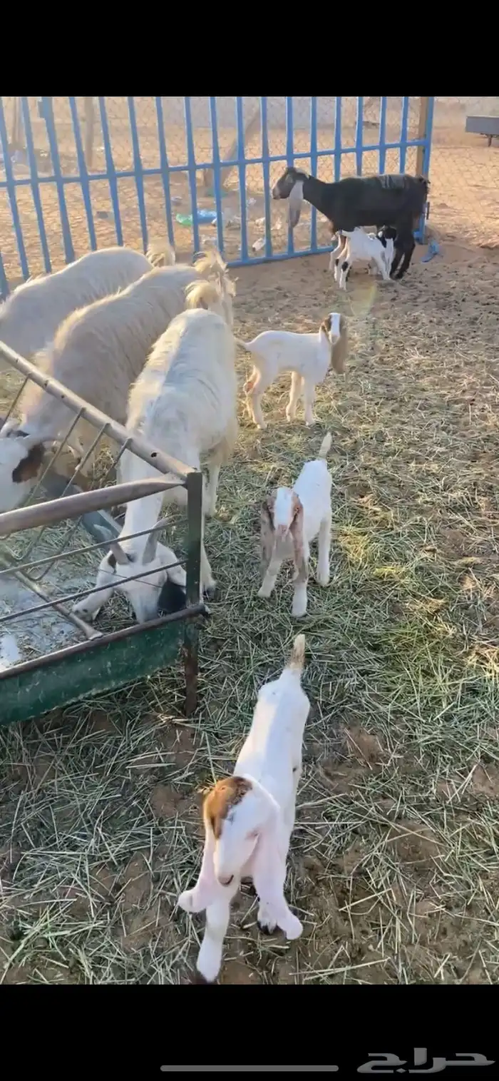 معزا متابيع 5