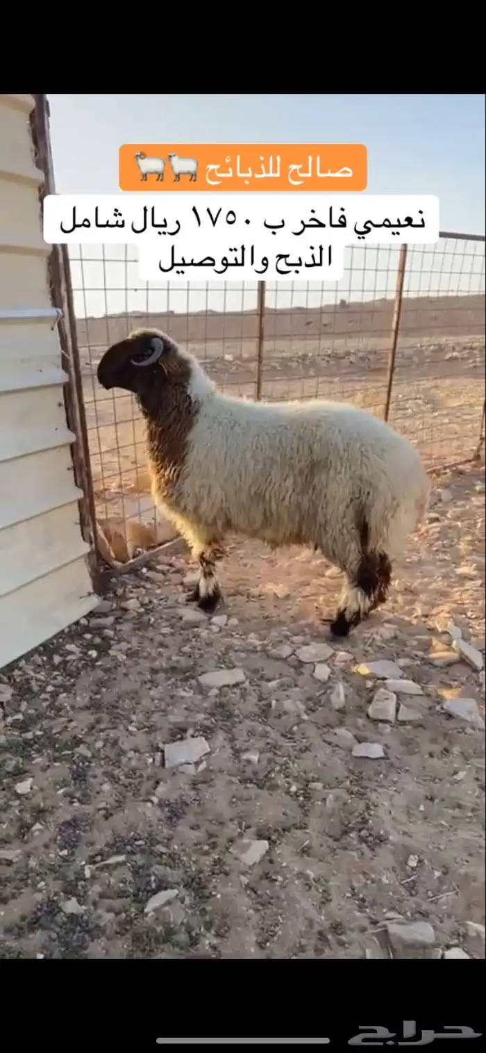 نعيمي فاخر 0