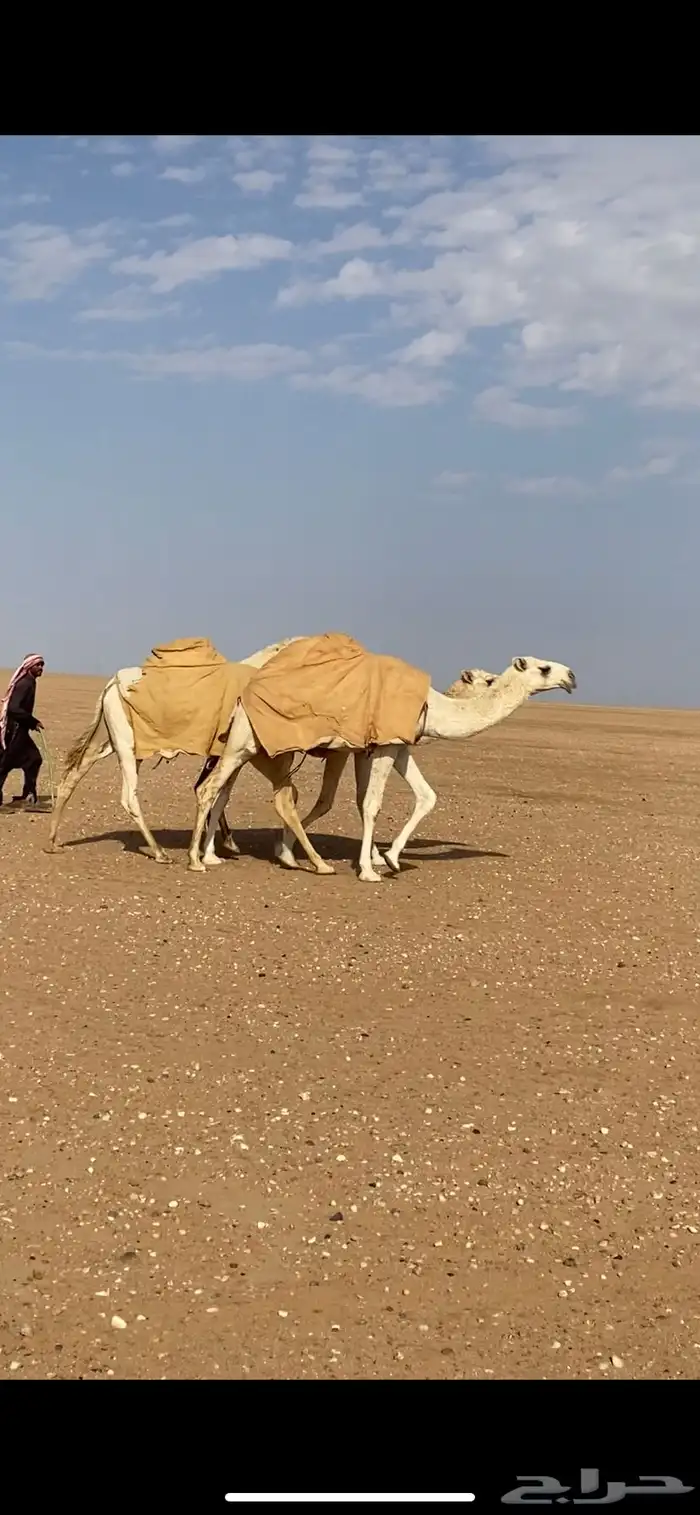 للبيع بكار وضح رمانيات 4