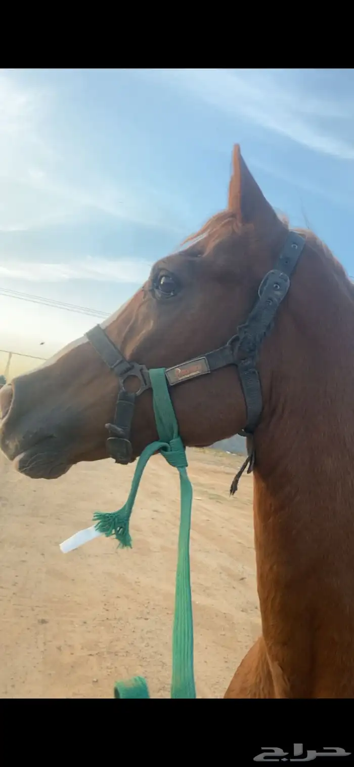 حصان شعبي جزيري 3