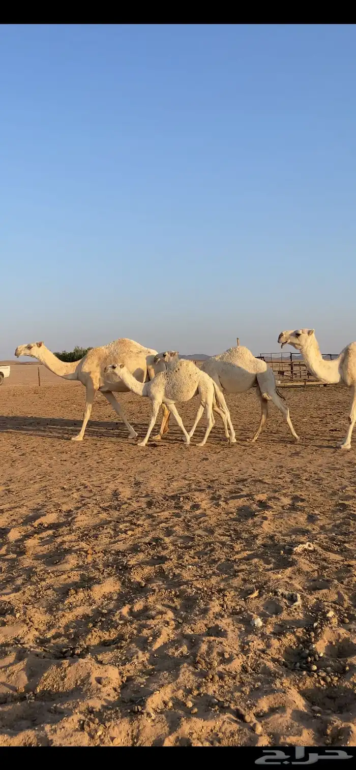 عشاير وضح تحتهن بكار 0