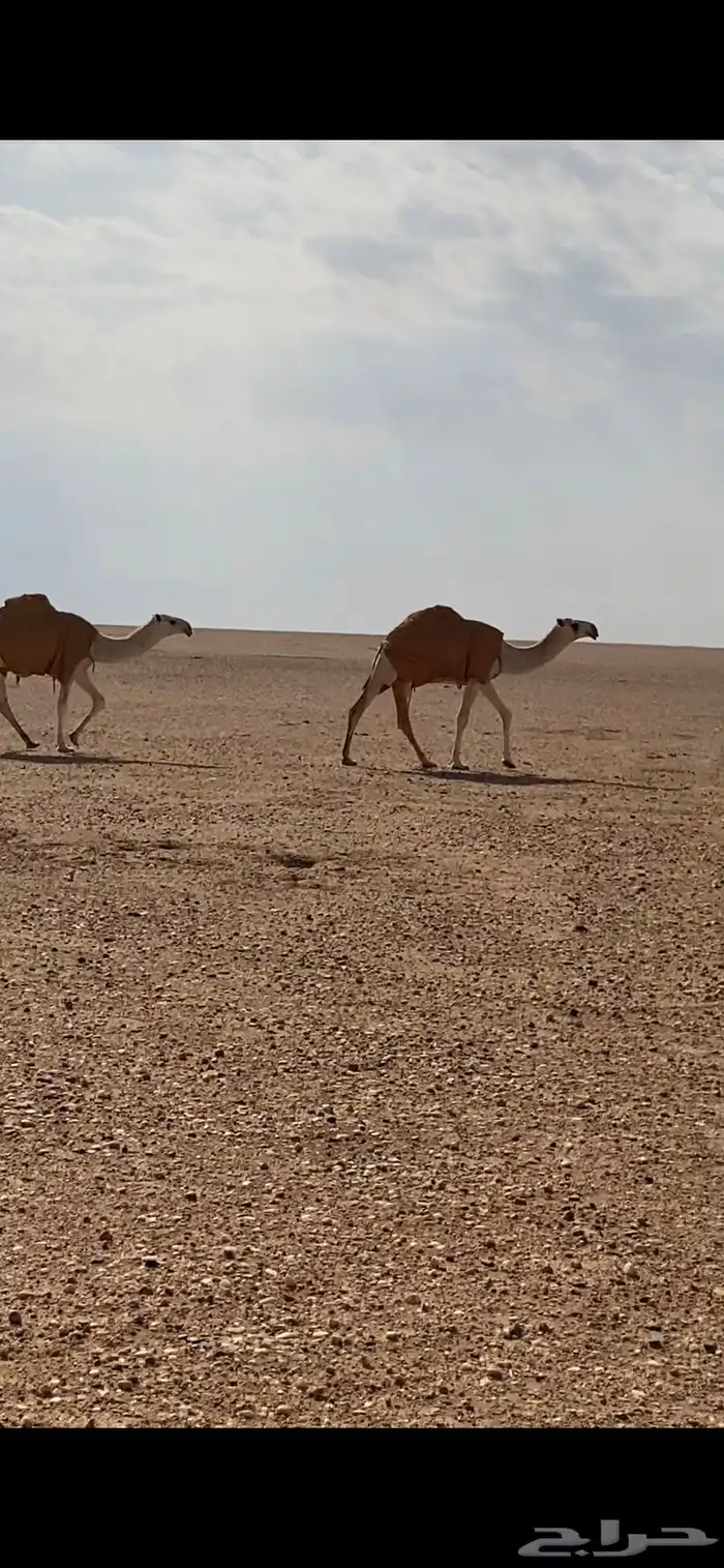 للبيع بكار وضح رمانيات 1