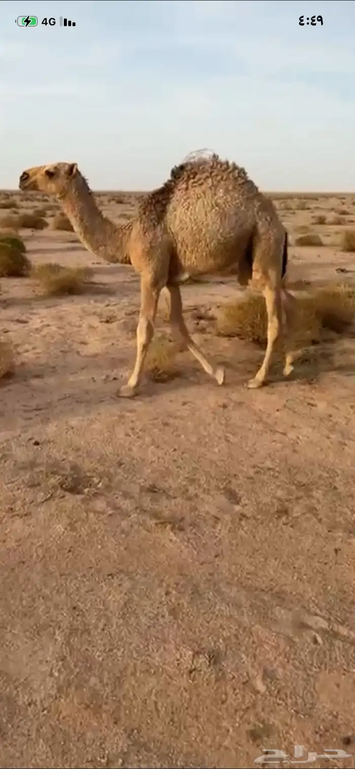 قعود على حليب امه 0