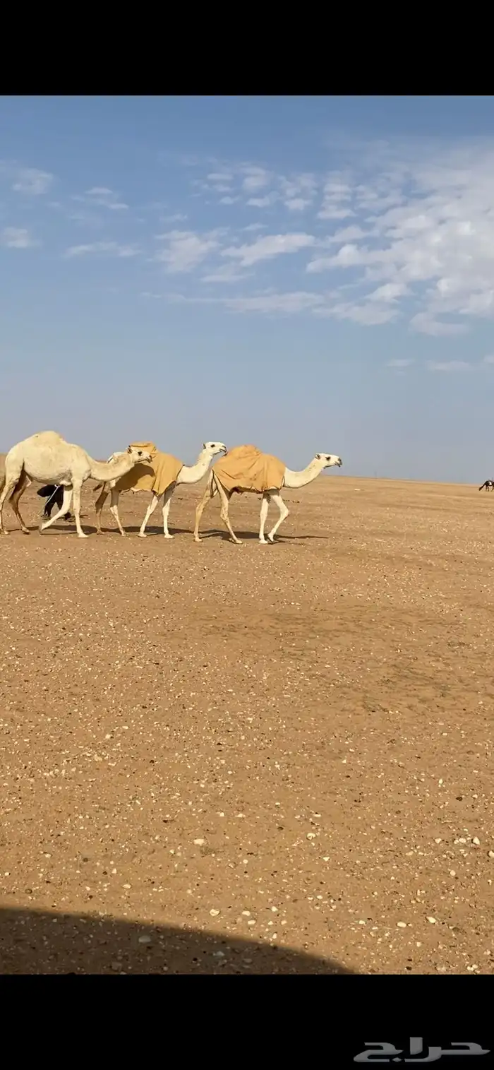 للبيع بكار وضح رمانيات 0