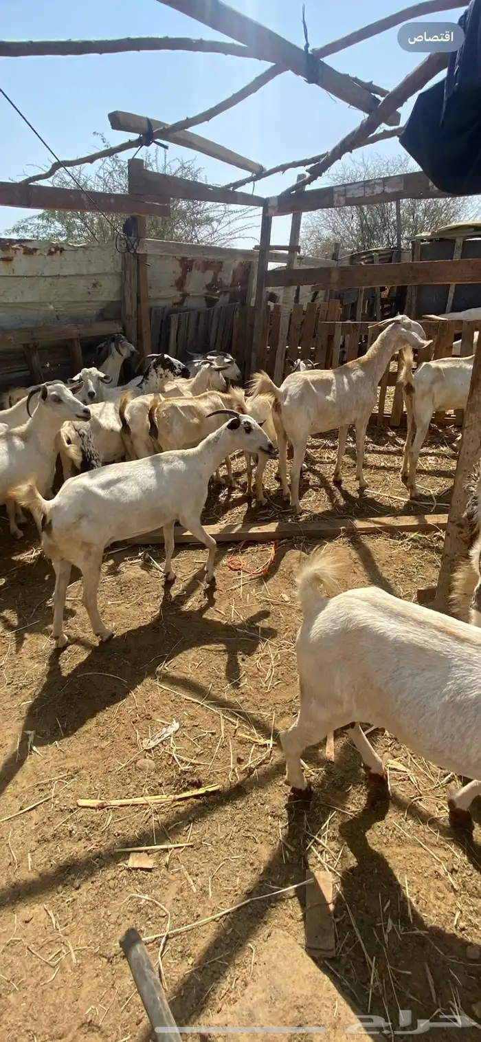 ماعز للبيع 2