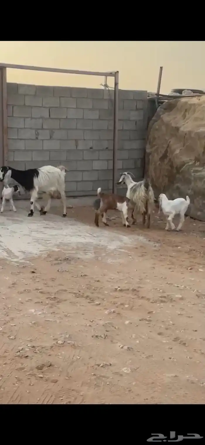 معزاء متابيع 5