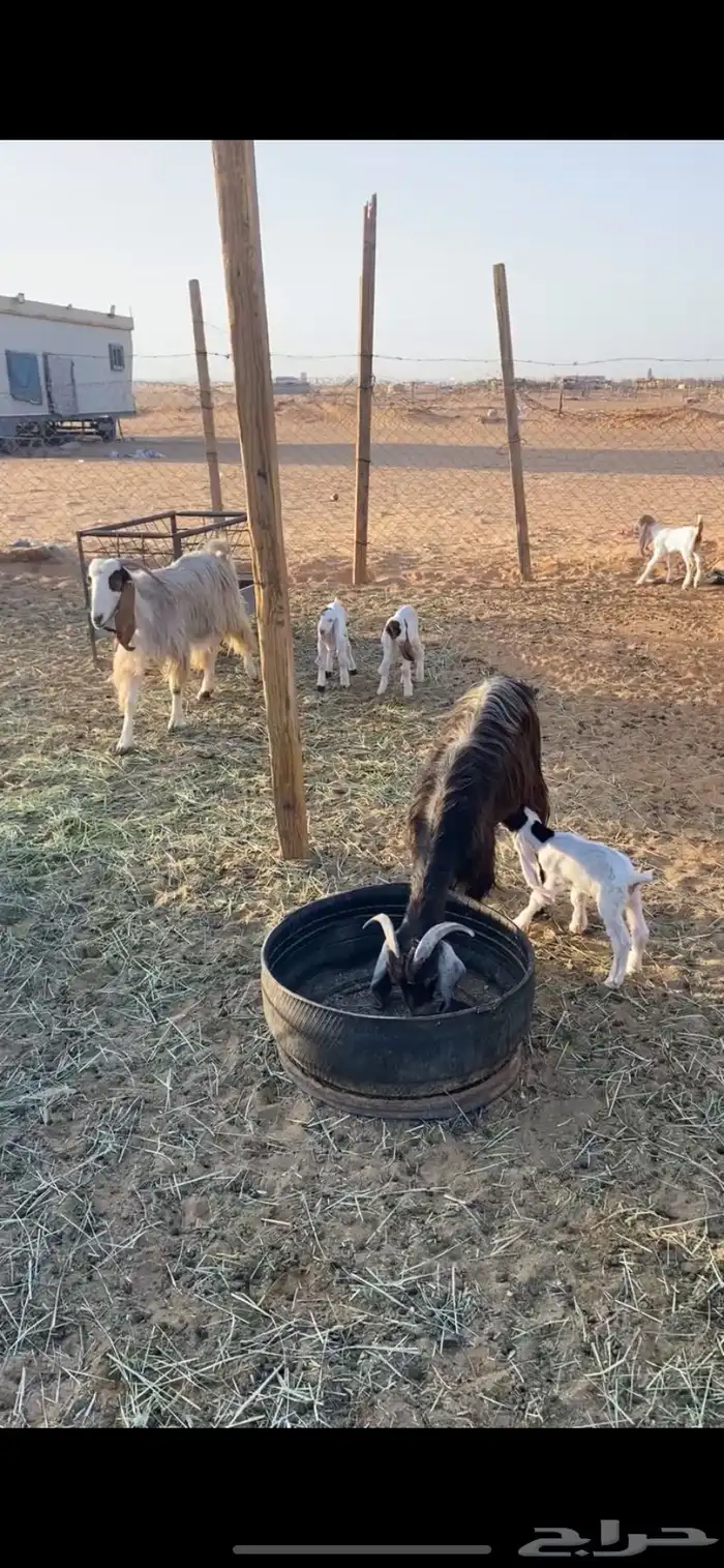 معزا متابيع 0