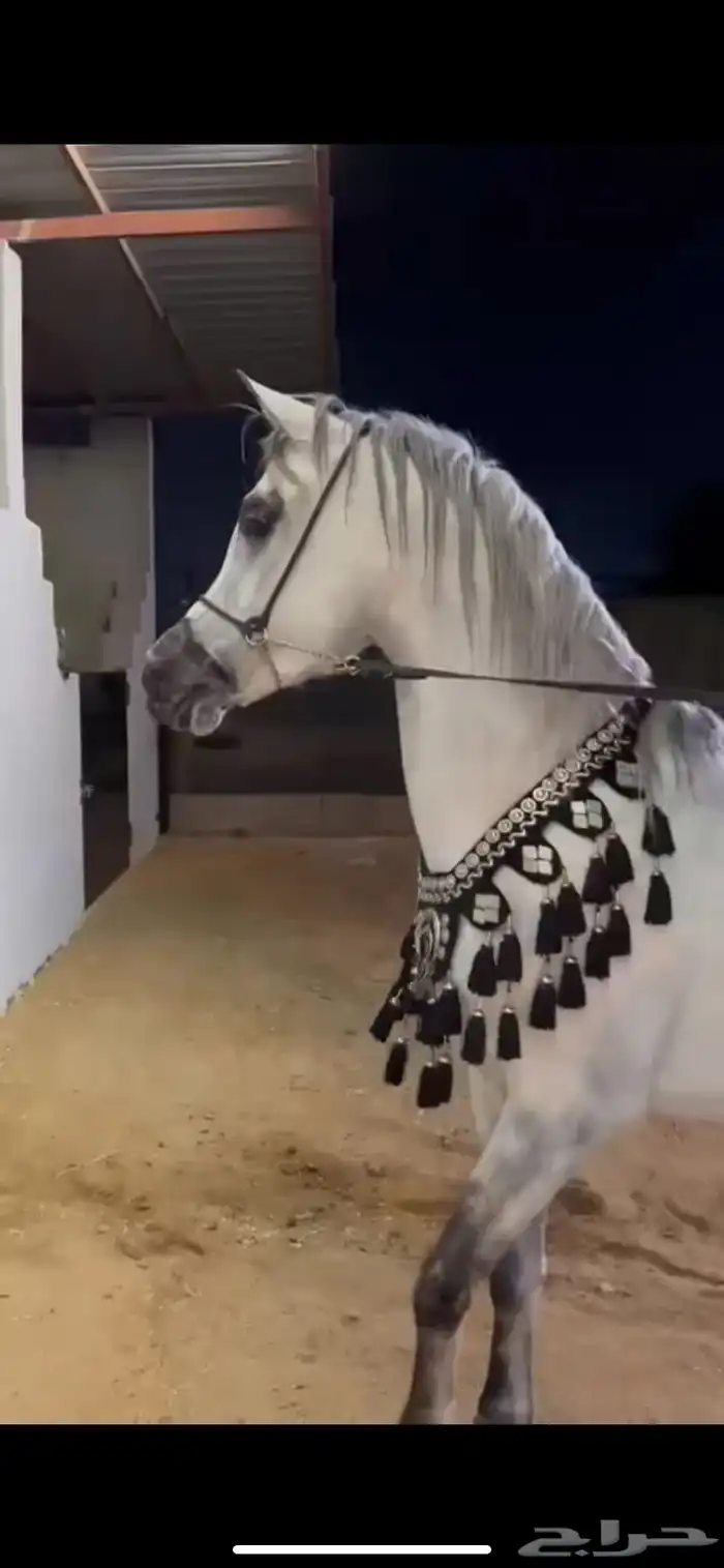 حصان لالبيع شعبي 1