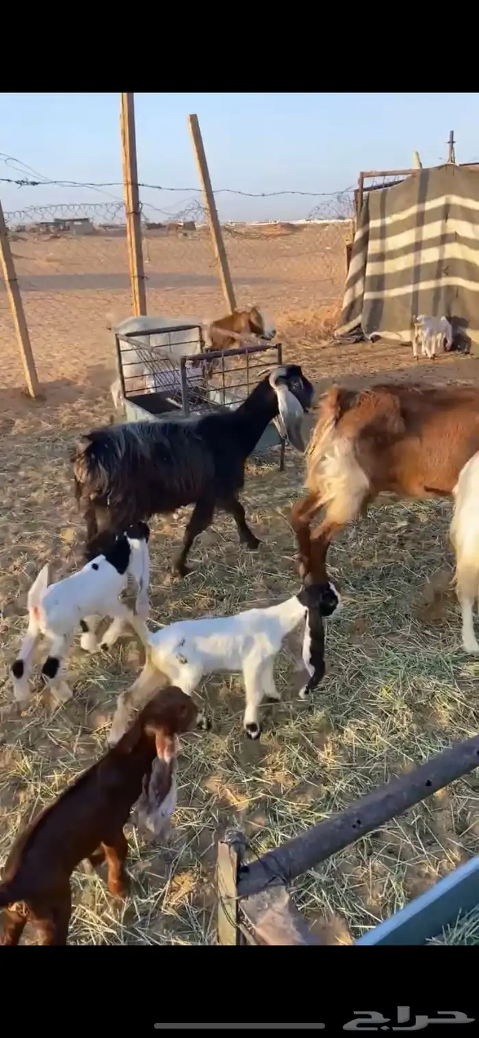 معزا متابيع 1