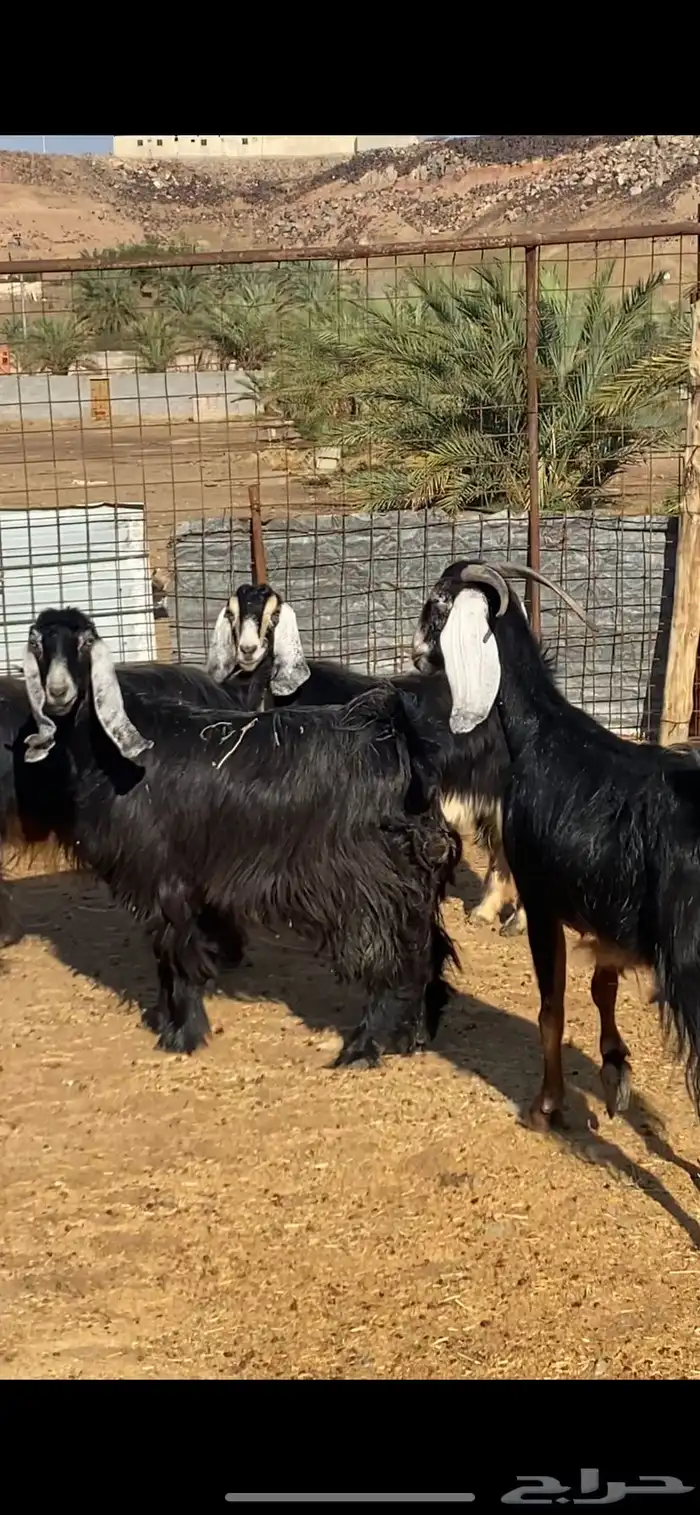 معزا مضاريع ودفيع. ( تم البيييع ) 3