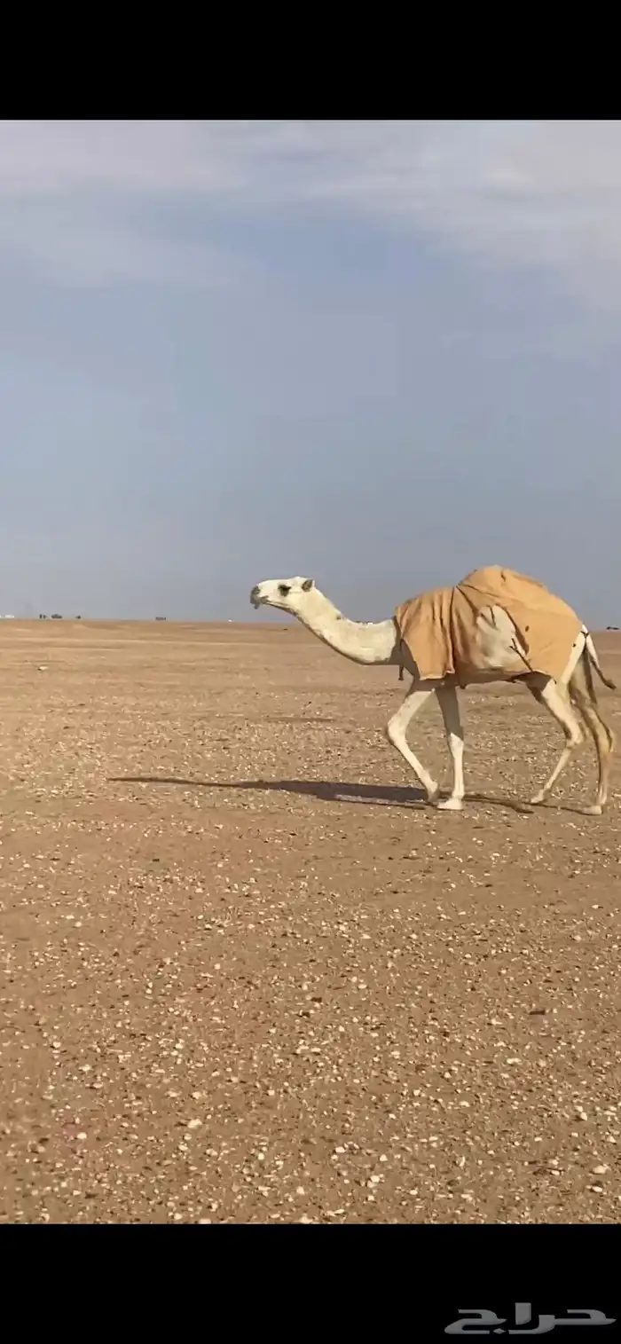 للبيع بكار وضح رمانيات 5