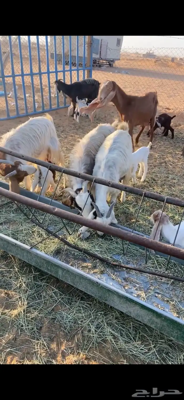 معزا متابيع 3