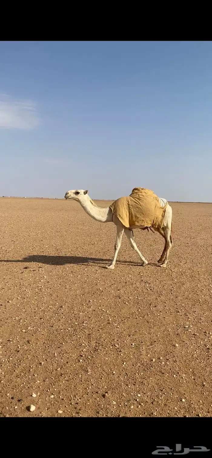 للبيع بكار وضح رمانيات 2