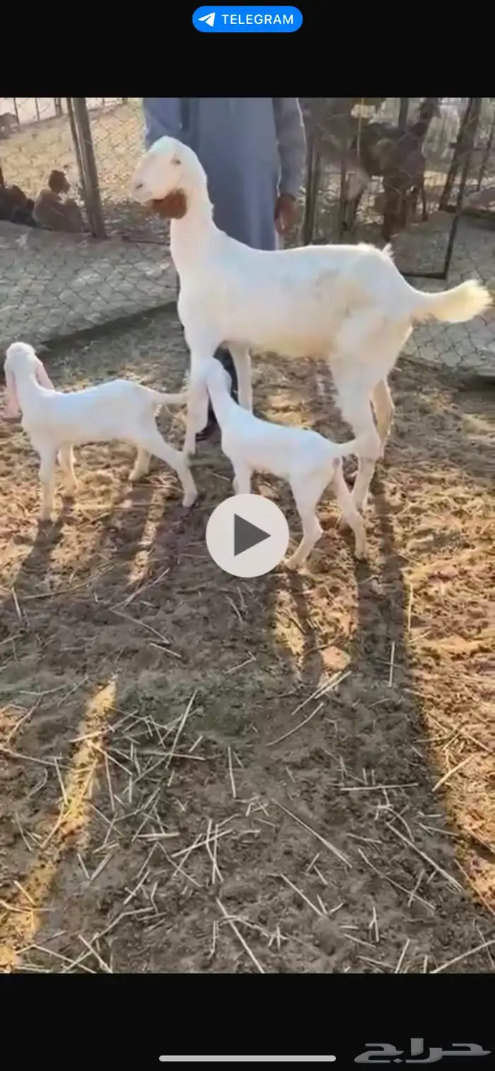 عنز هولنديه صنف الصنف 2