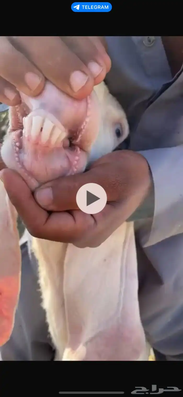 عنز هولنديه صنف الصنف 1