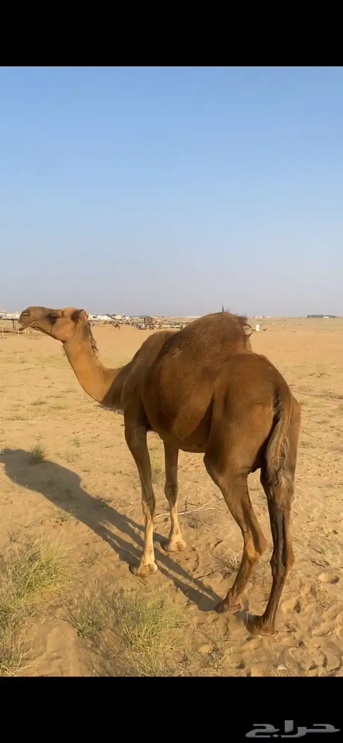 ناقه خلفه معها بكره الحد 7000 صافي 1