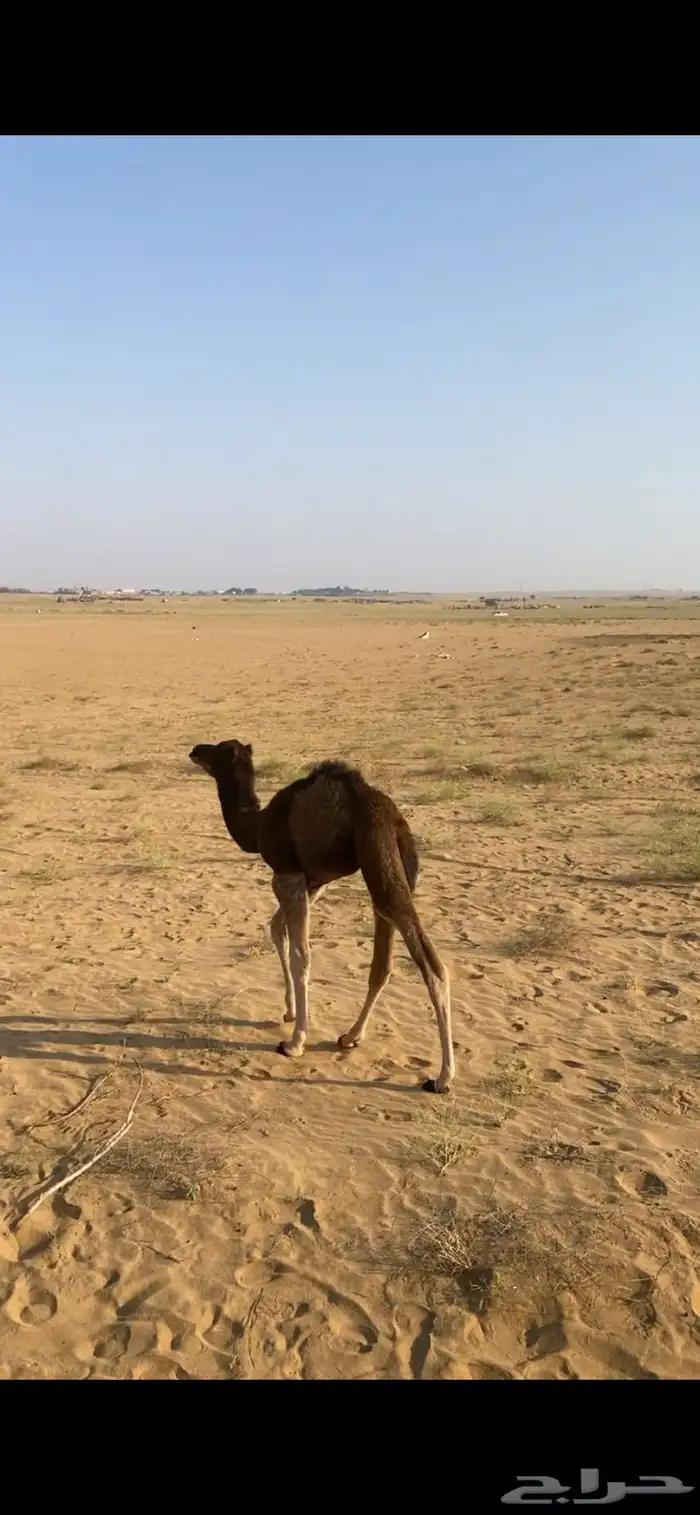 ناقه خلفه معها بكره الحد 7000 صافي 2