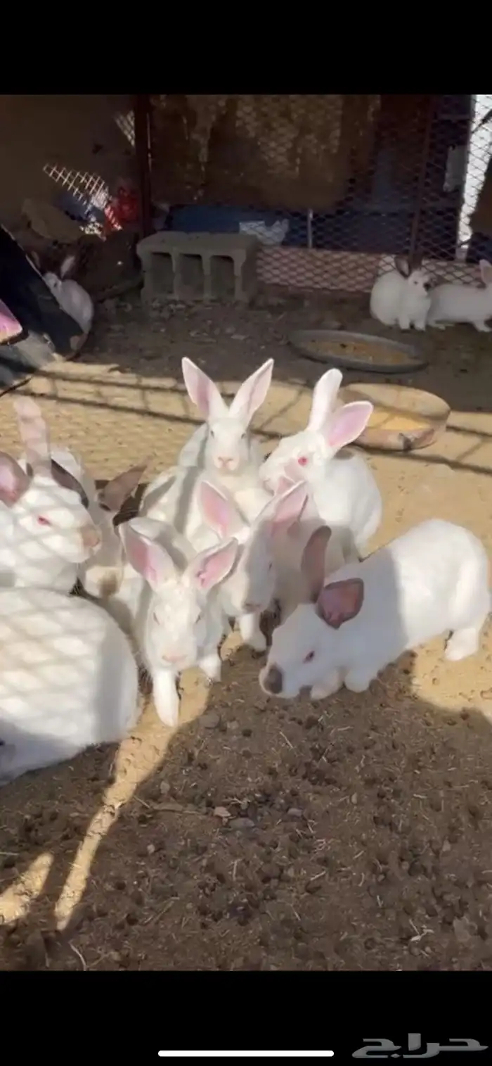 ارانب العدد 25 0