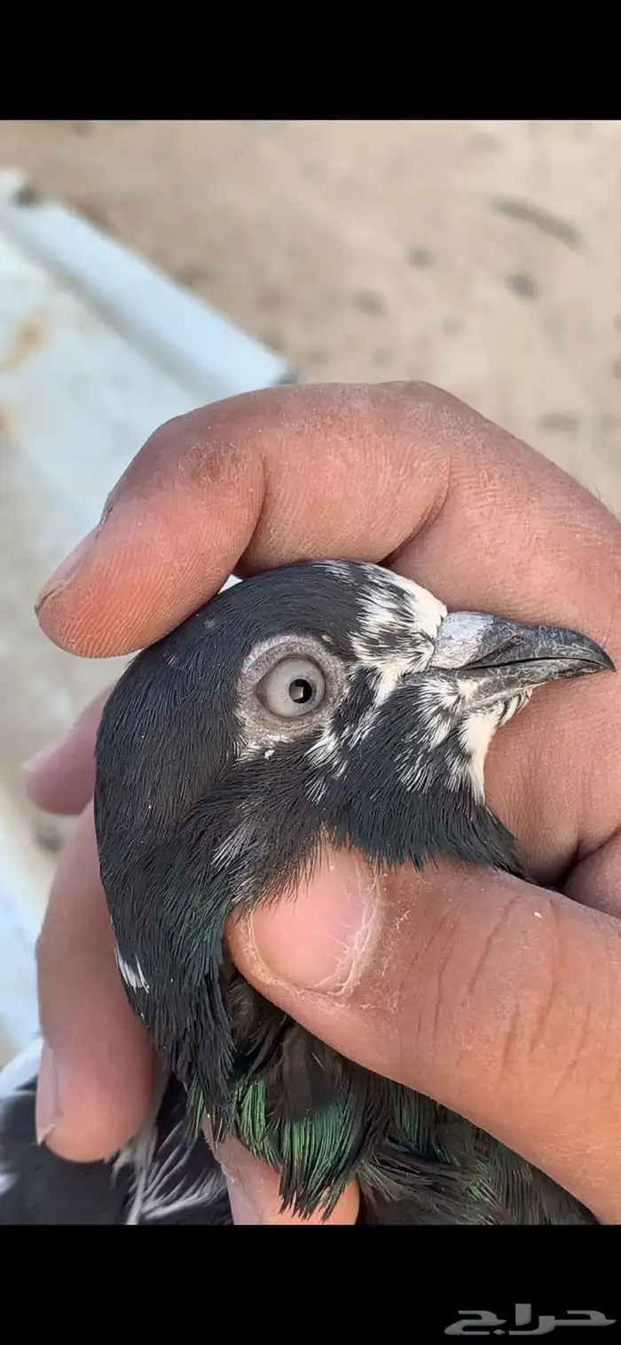 حمام بكستاني للبيع 3