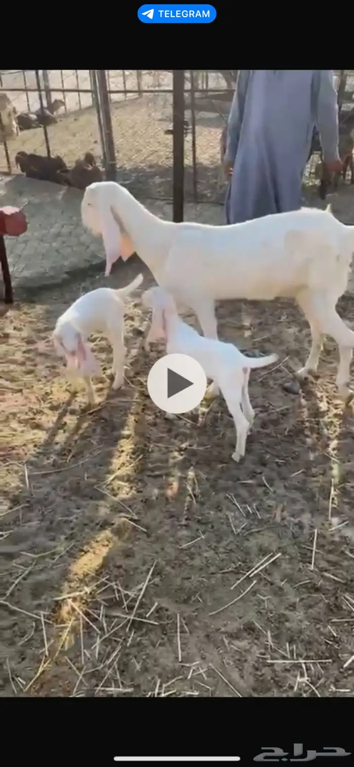 عنز هولنديه صنف الصنف 0