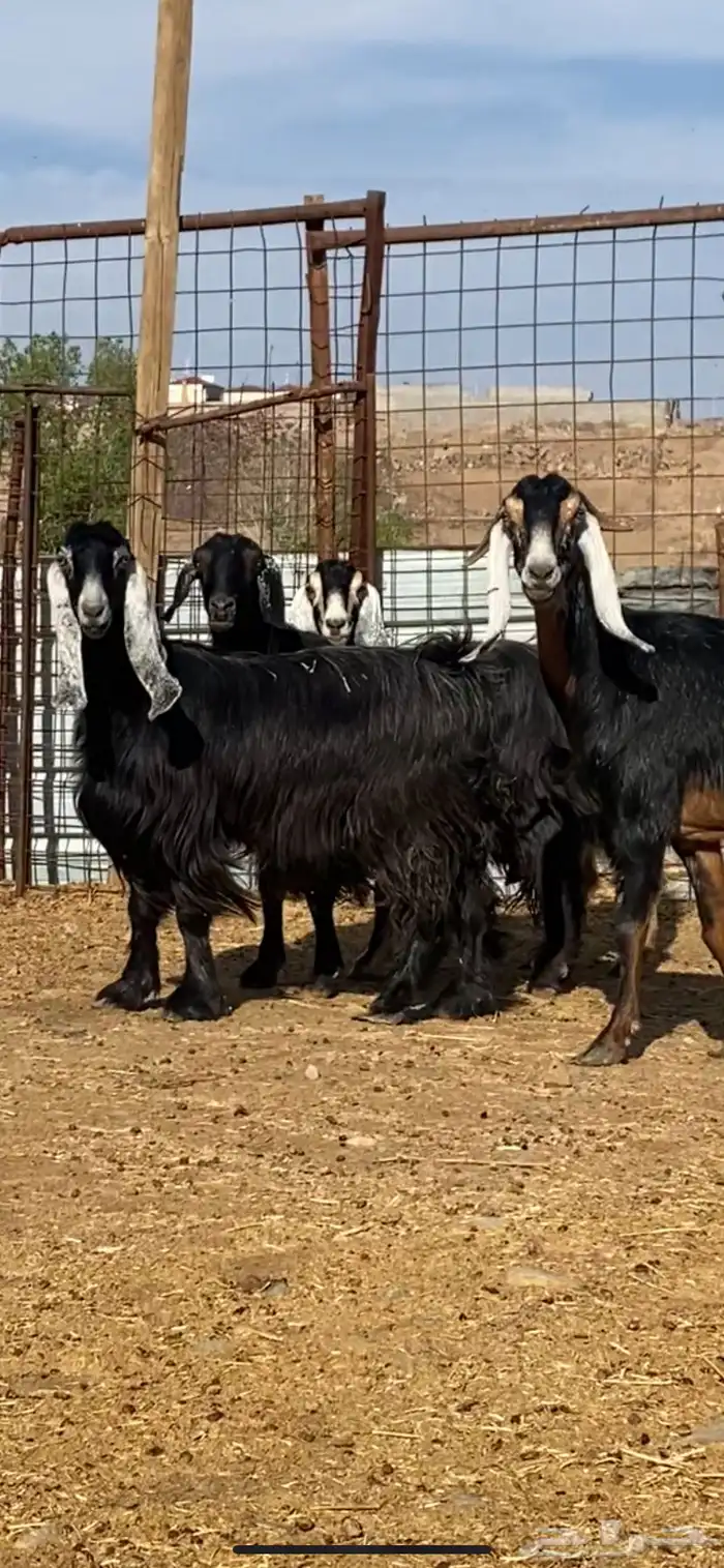 معزا مضاريع ودفيع. ( تم البيييع ) 2