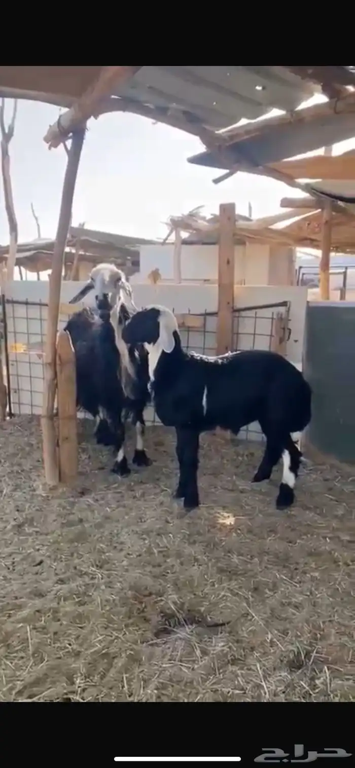 للبيع متبع نجديه 0