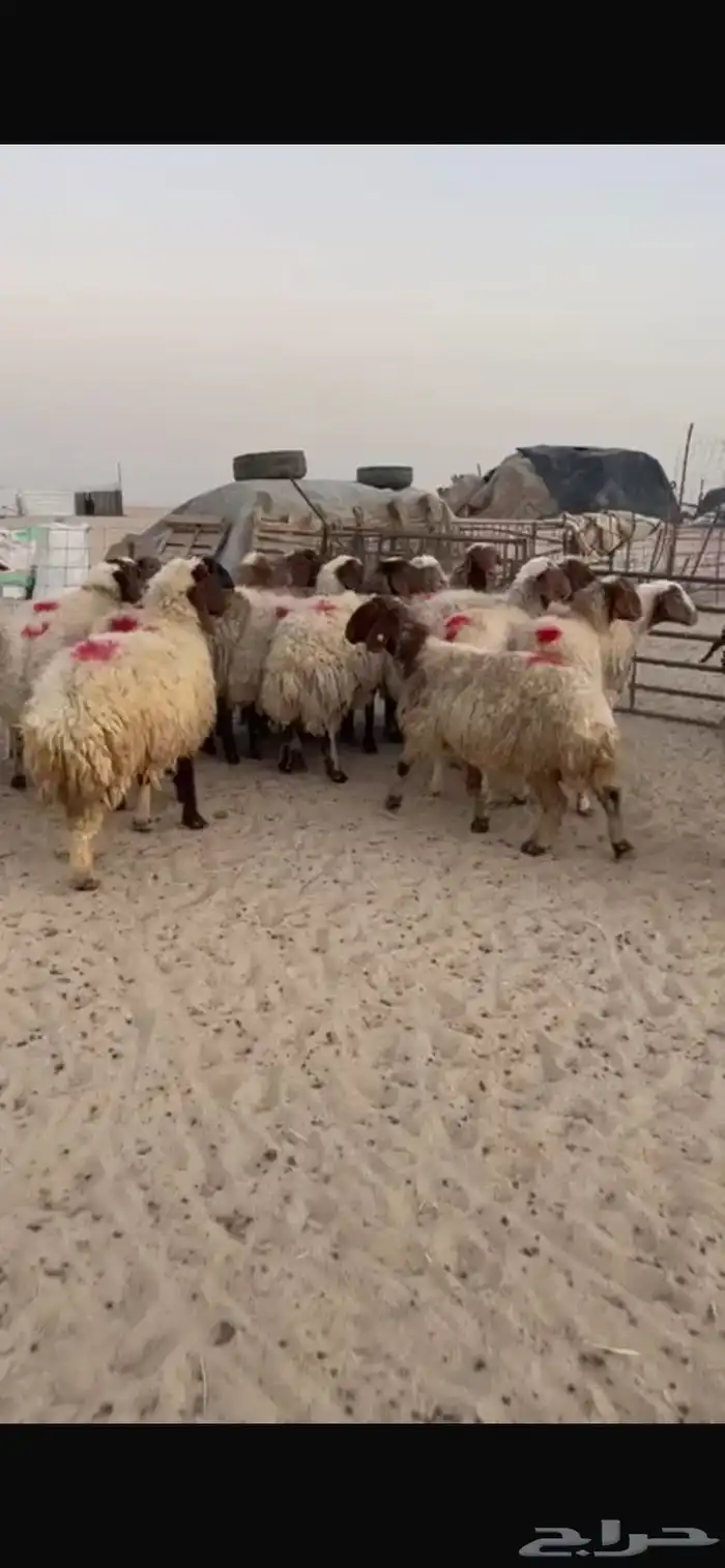 غنم نعيم 3