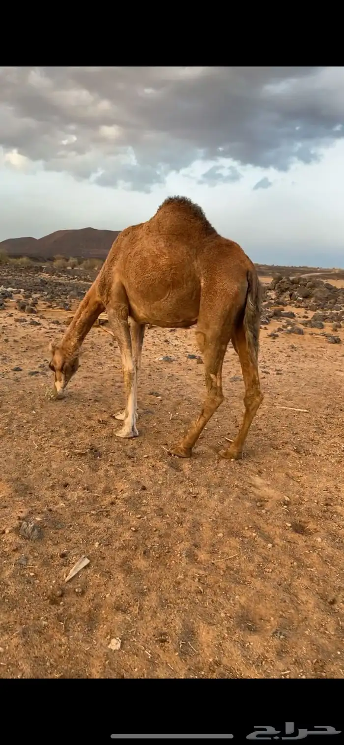 لقحه للبيع 3