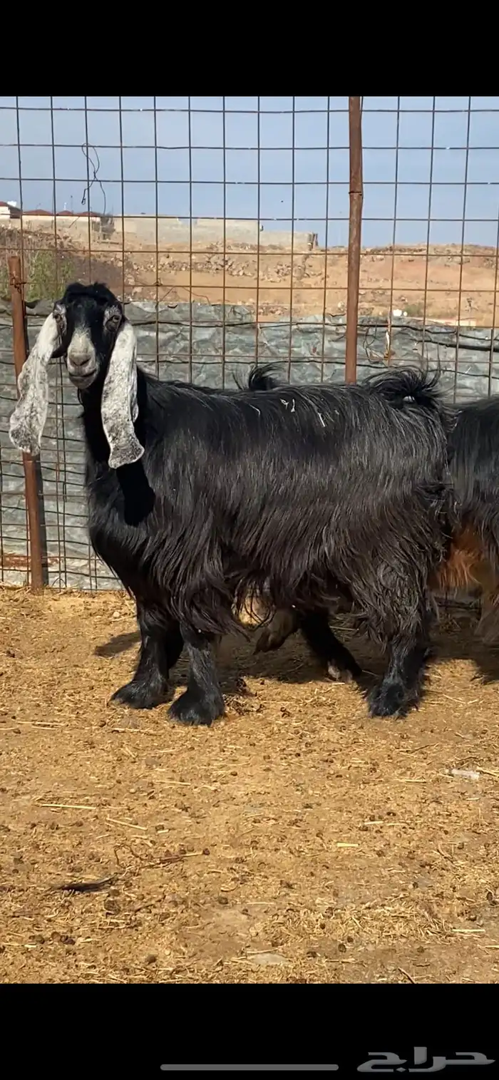 معزا مضاريع ودفيع. ( تم البيييع ) 0