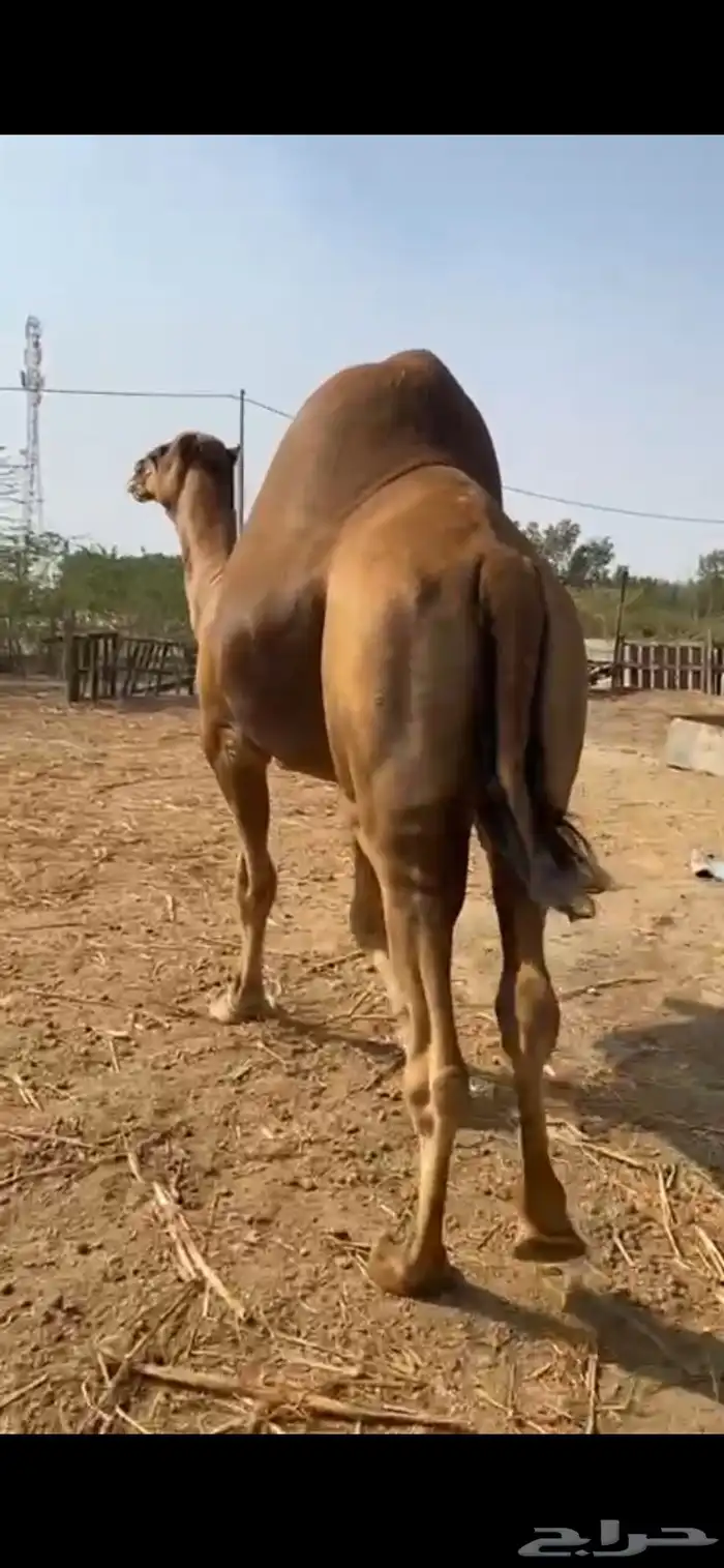 بعير ساحلي 1