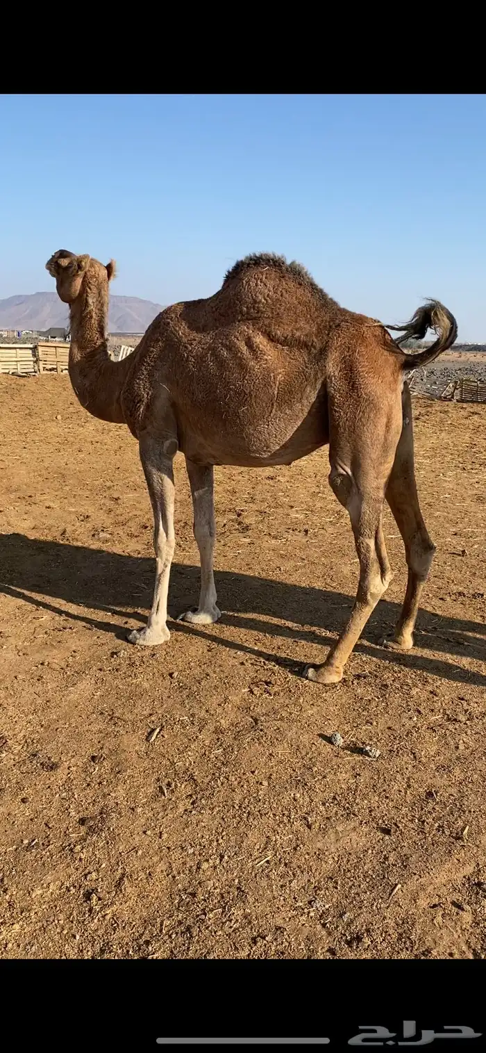 لقحه للبيع 2