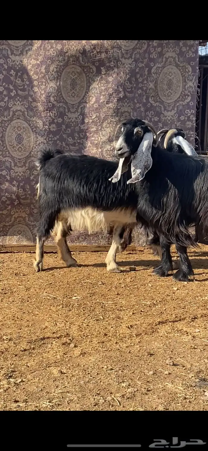 معزا مضاريع ودفيع. ( تم البيييع ) 4