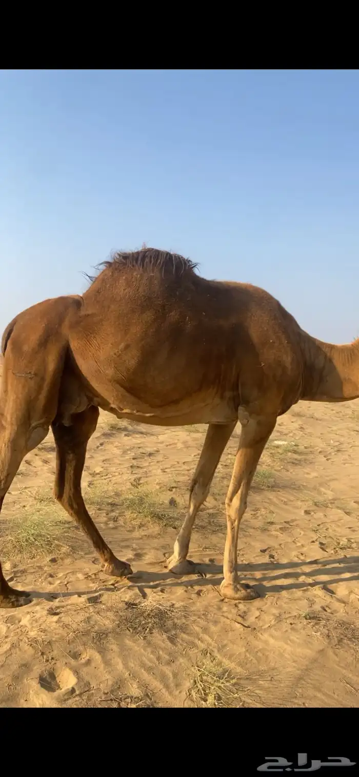 ناقه خلفه معها بكره الحد 7000 صافي 0